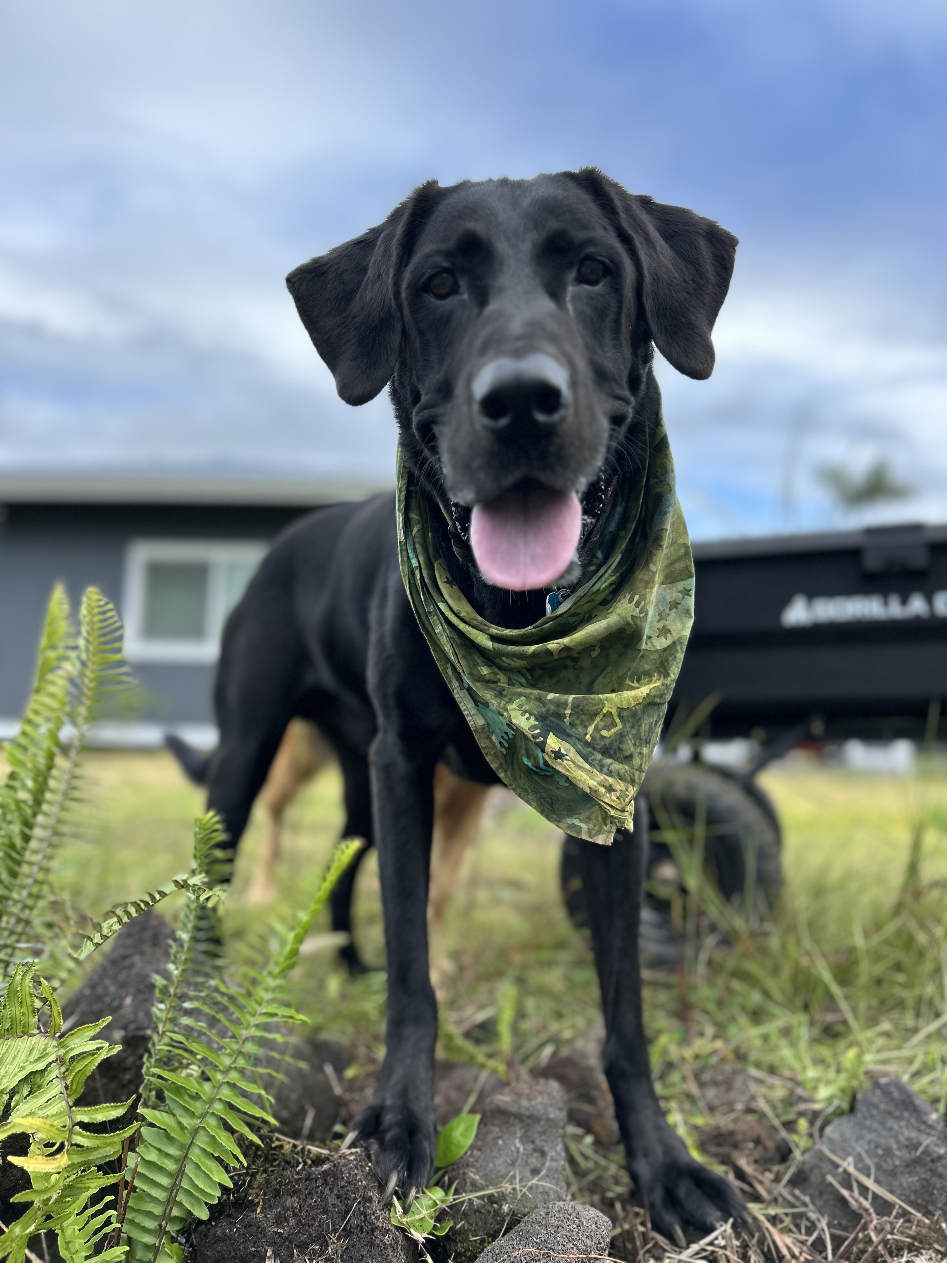 Overnight & Multi-Species Pet Sitting