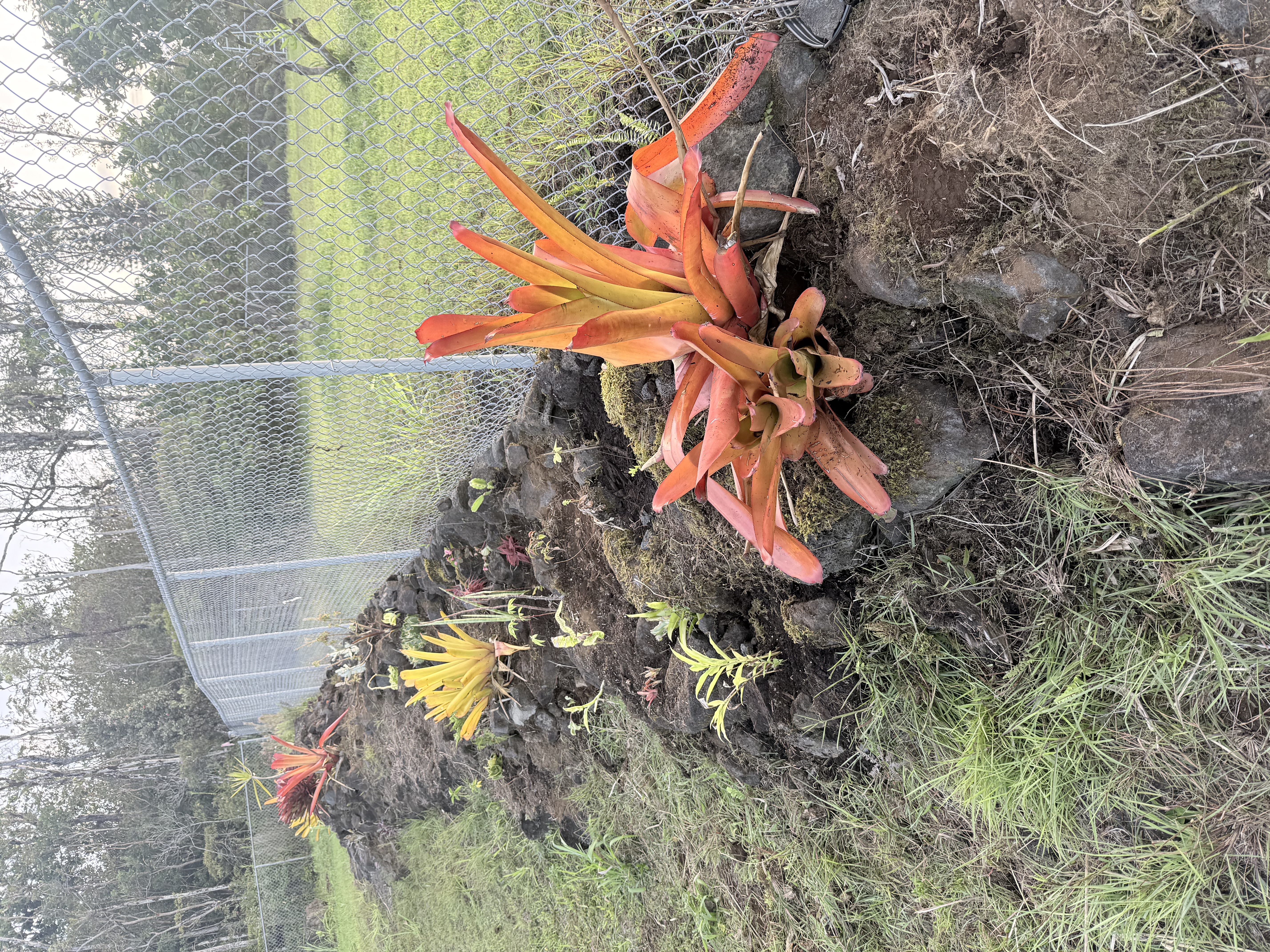 Landscape Maintenance