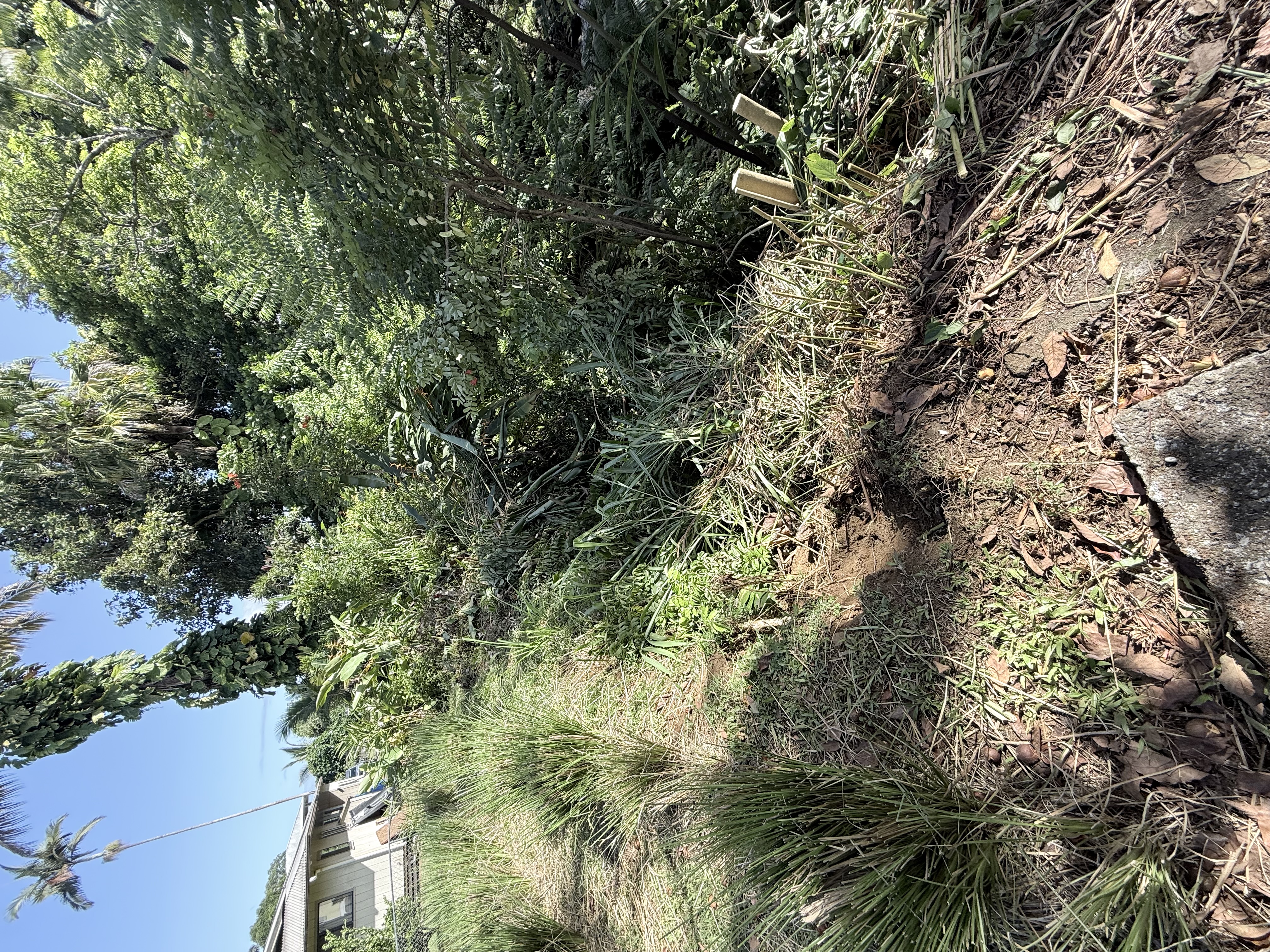Banana Patch Removal & Tree Trimming
