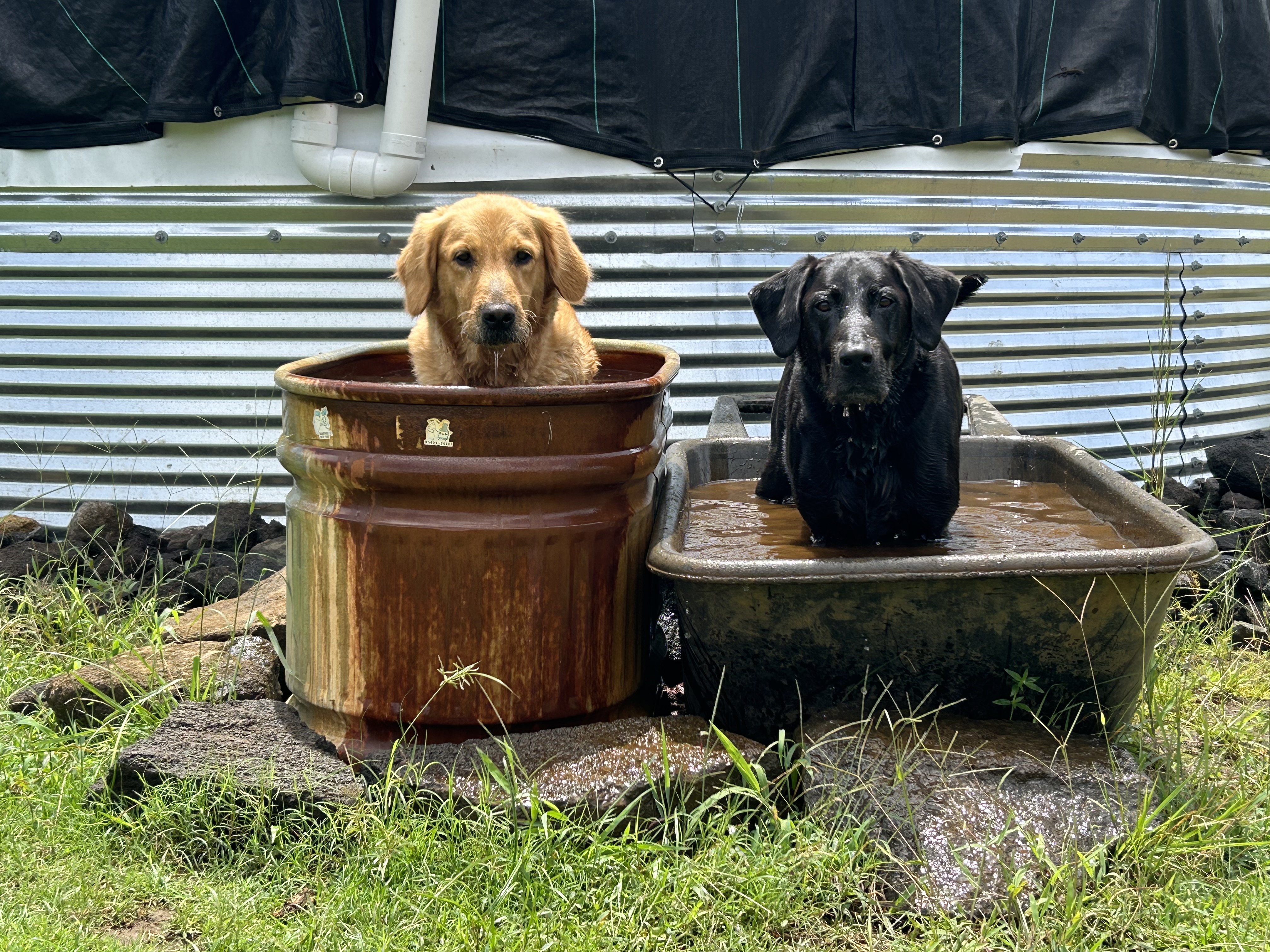 Overnight & Multi-Species Pet Sitting