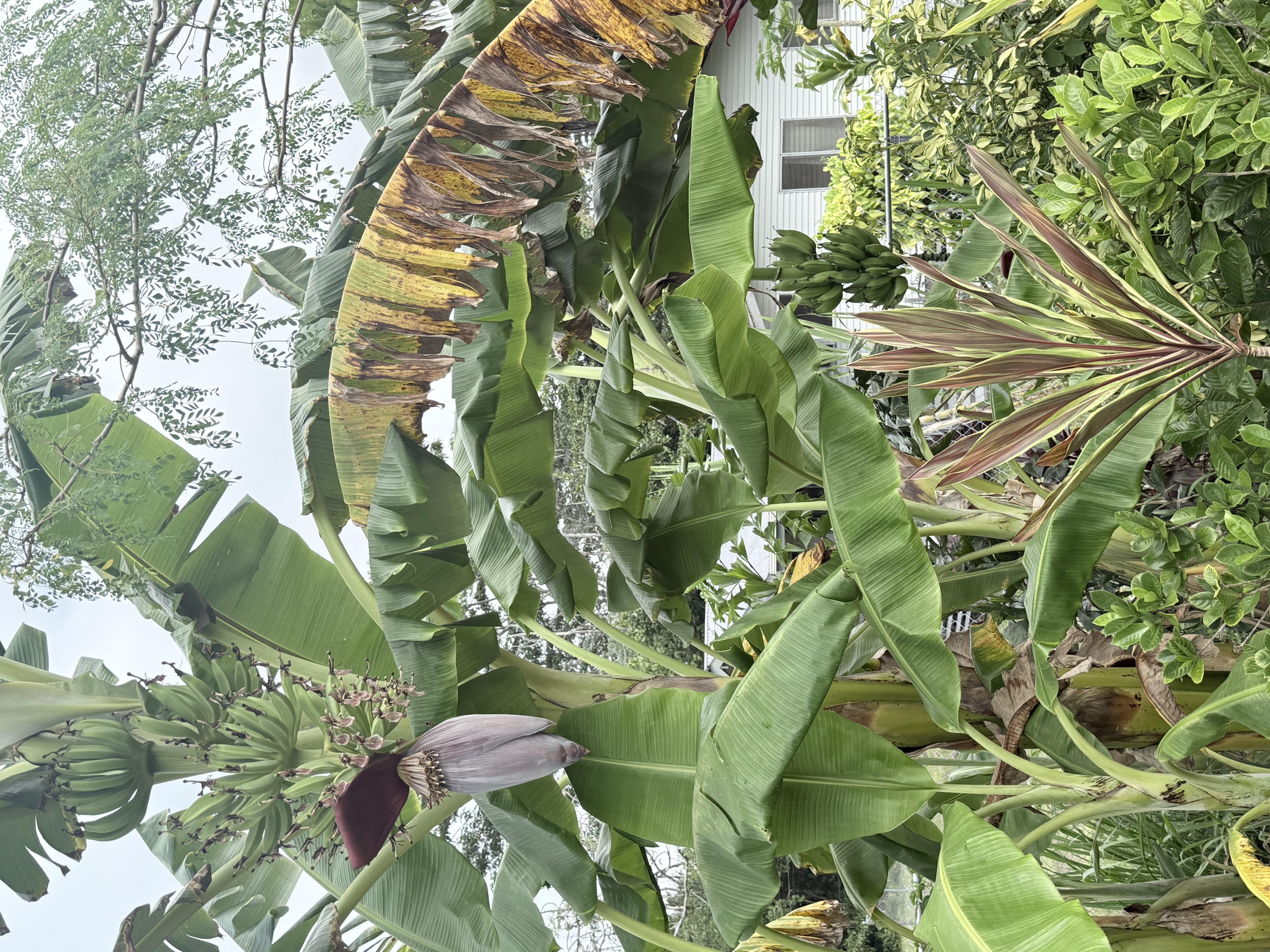 Banana Patch Removal & Tree Trimming