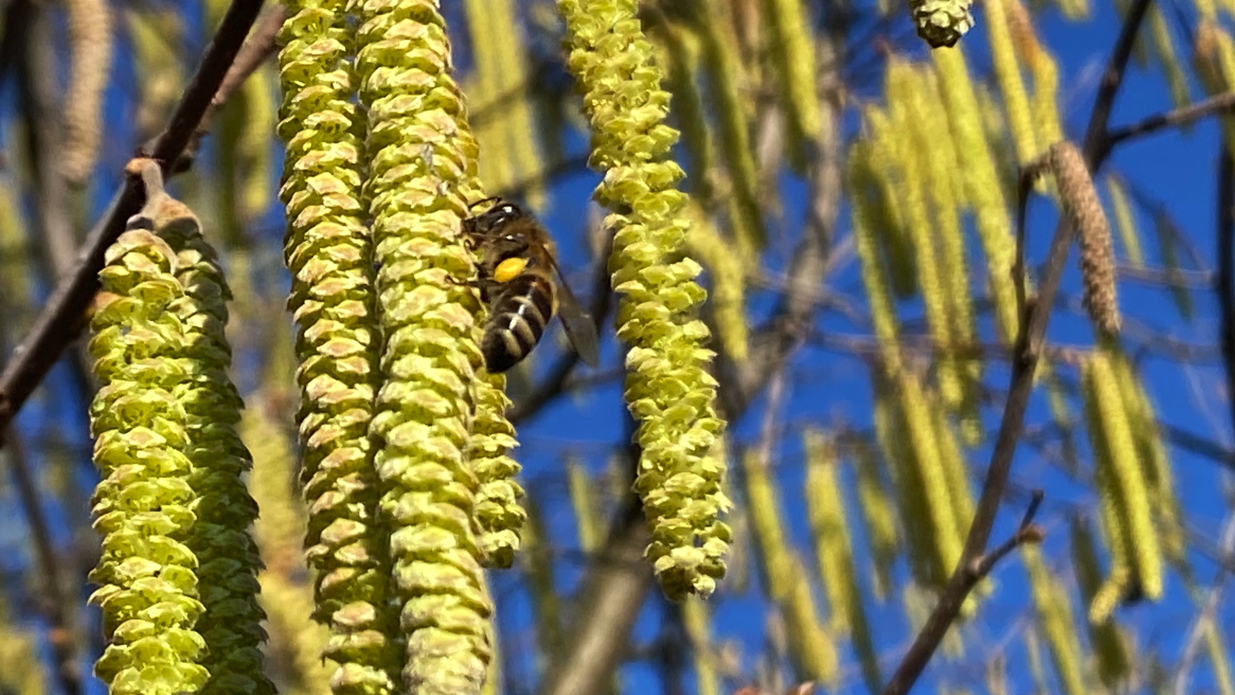 Perga - Pčelinji kruh