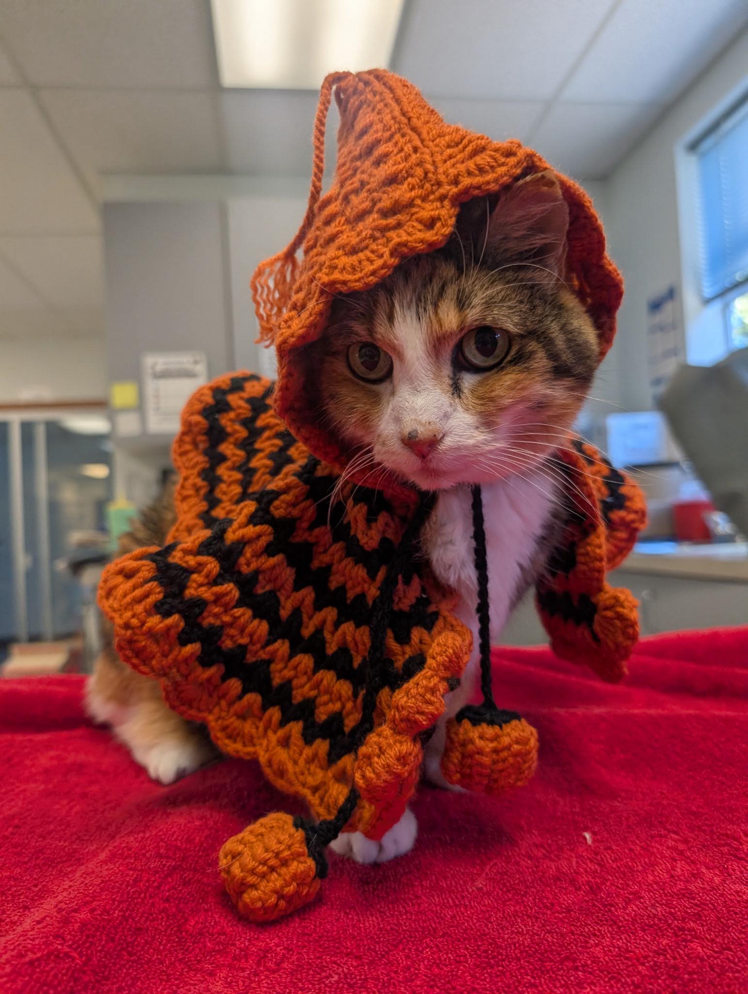 Handmade Pet Poncho with Hood