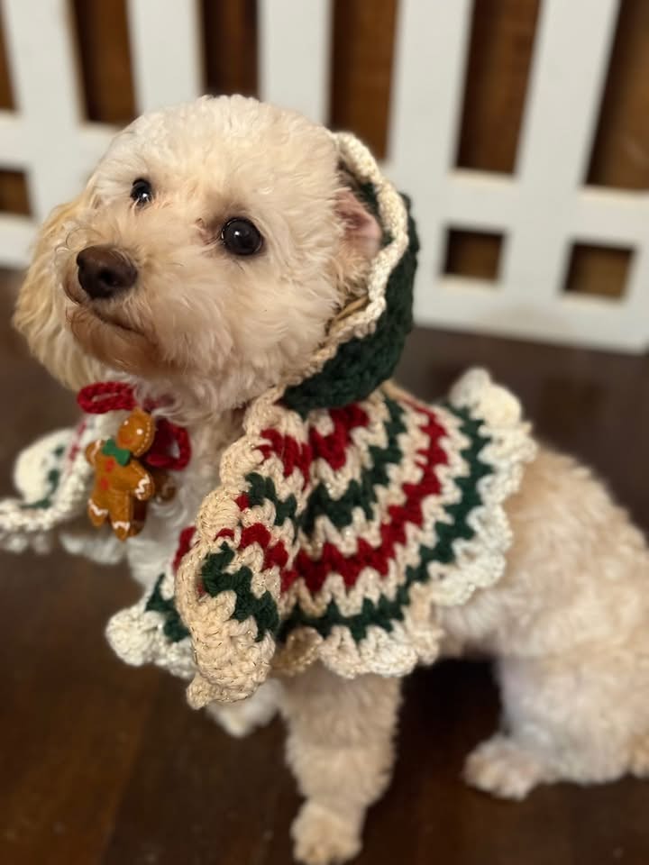 Handmade Pet Poncho with Hood