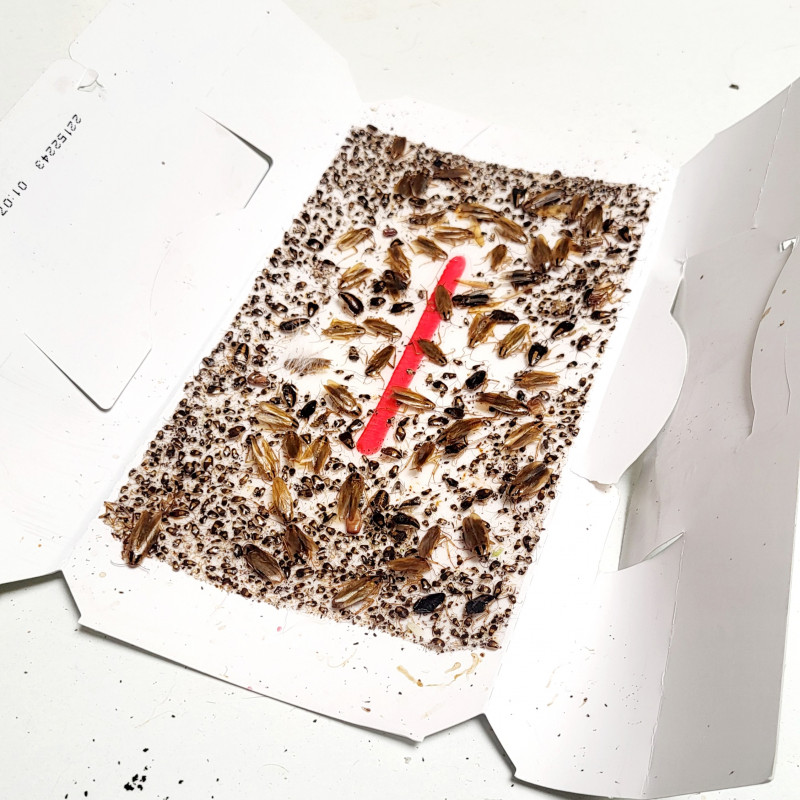 Piège à phéromones et à glu anti cafard (lot de 5)