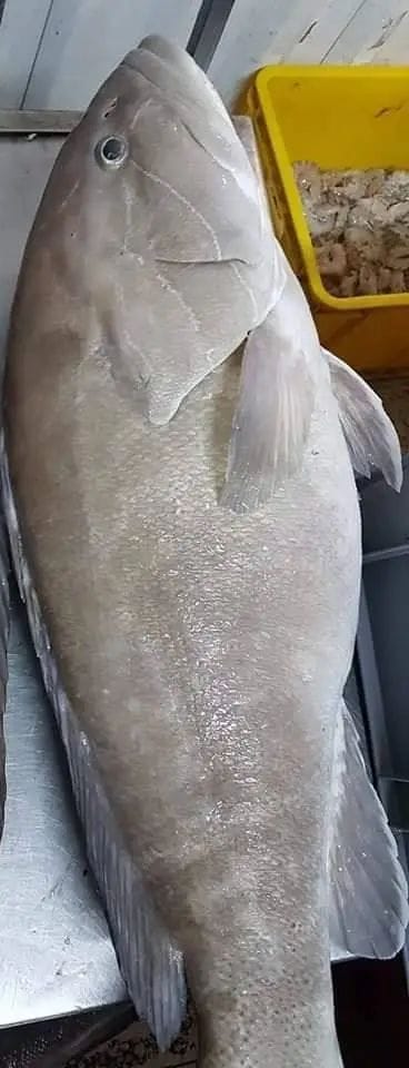 White grouper