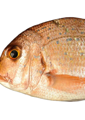 Pink seabream