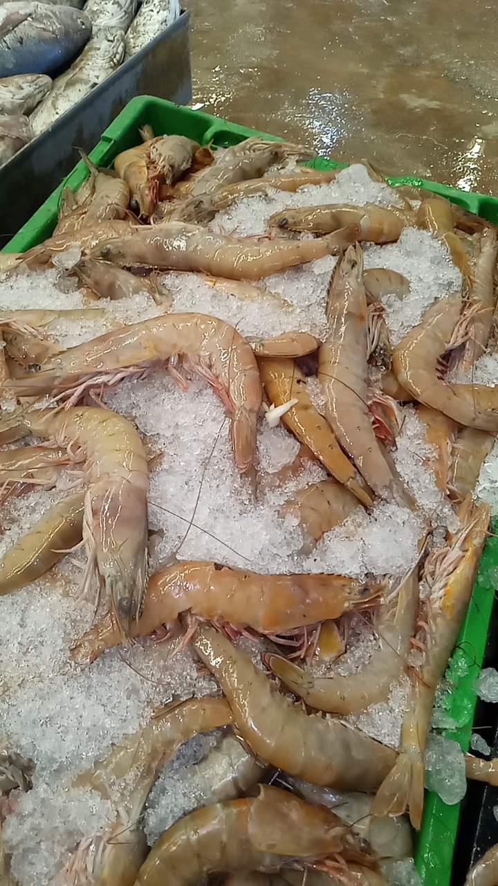 Shrimp