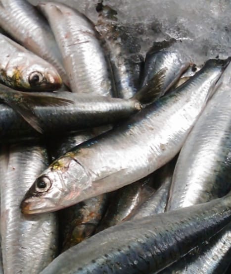 Sardine