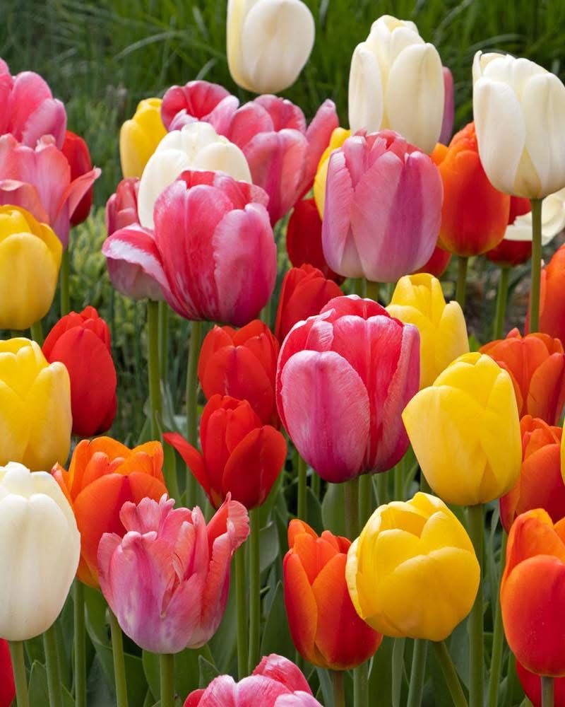 Spring Tulip Bouquet Subscription