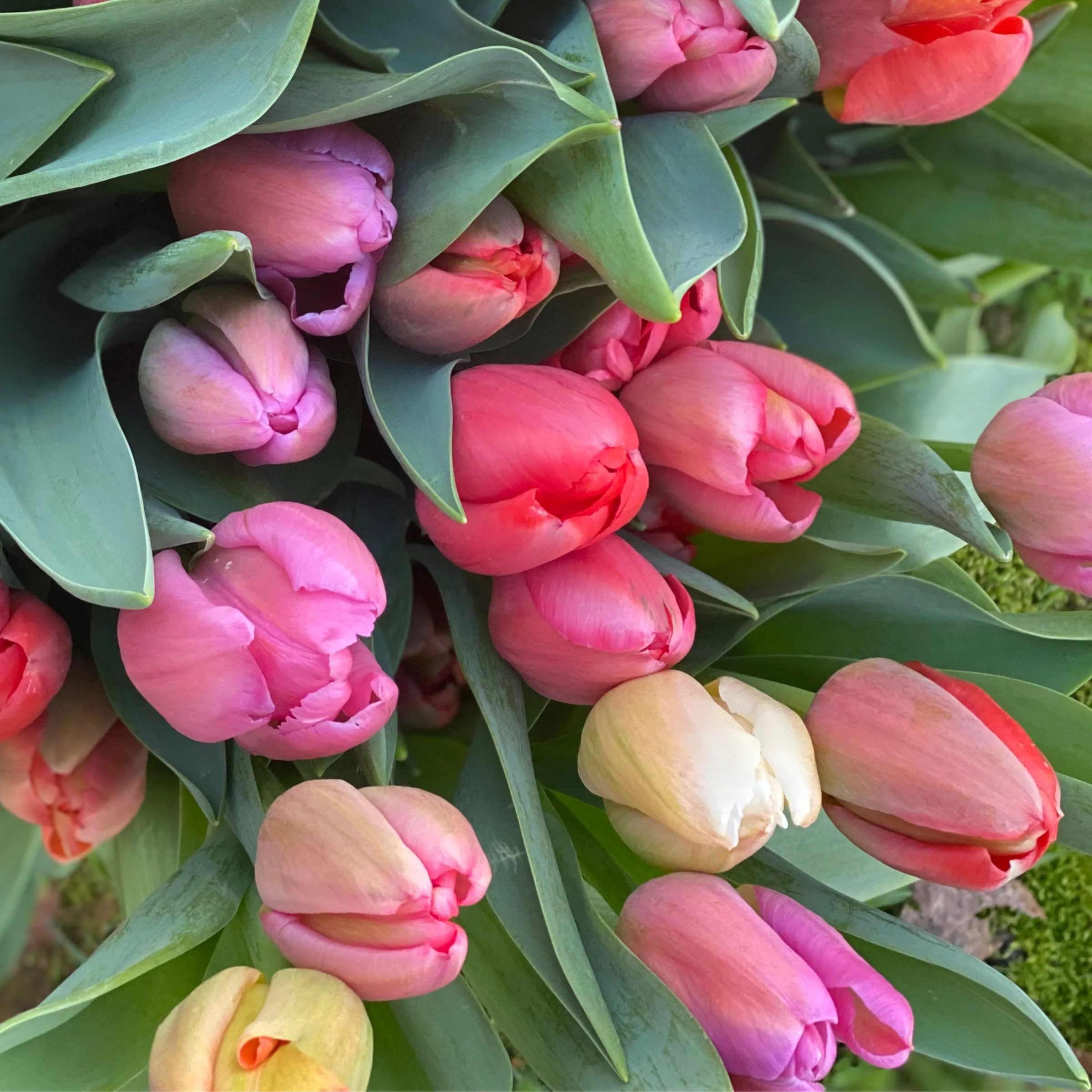 Spring Tulip Bouquet Subscription