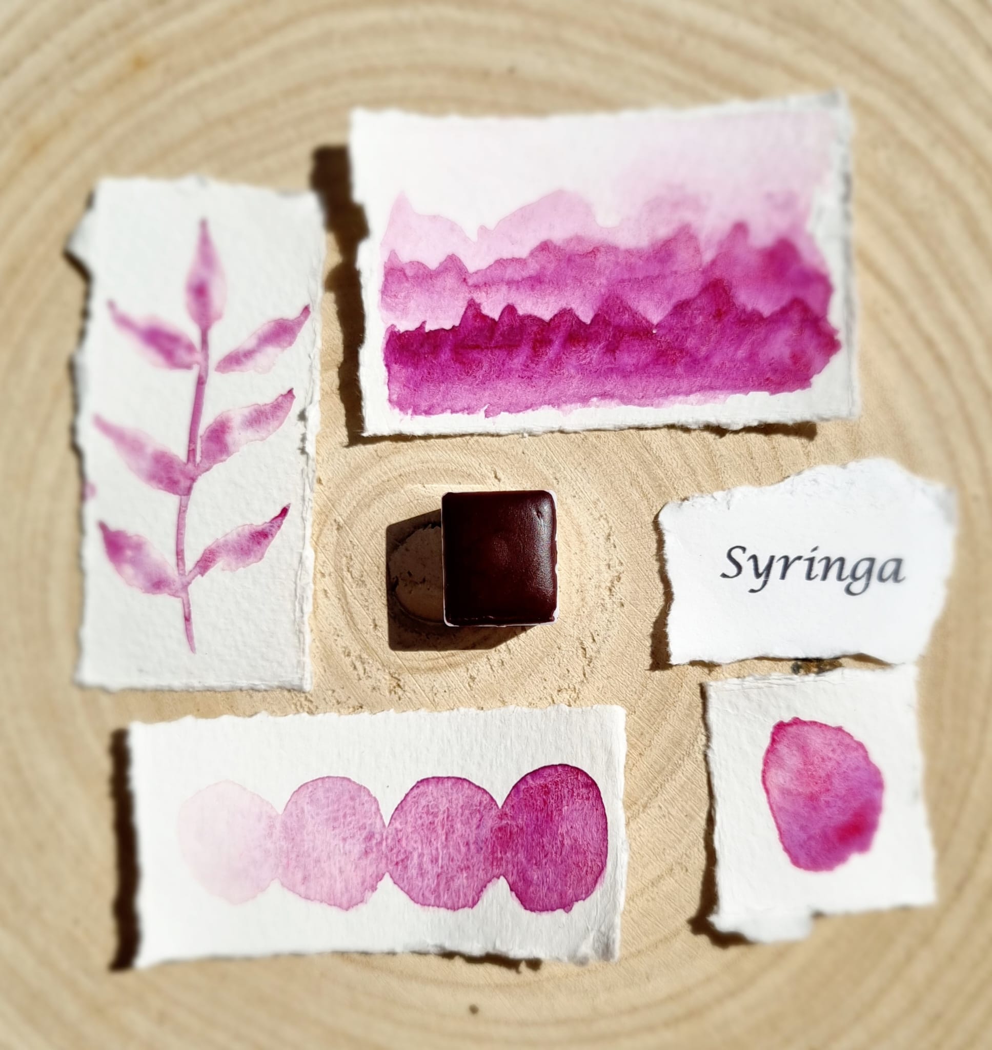 Syringa 