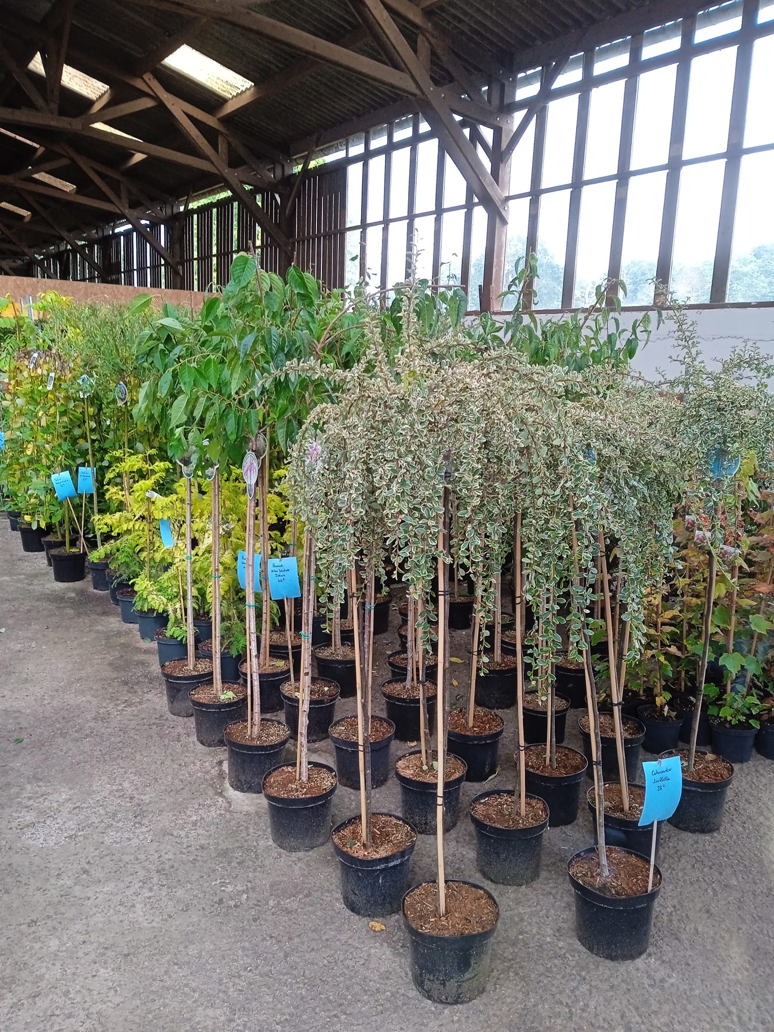 Molly & Val's Plantes 