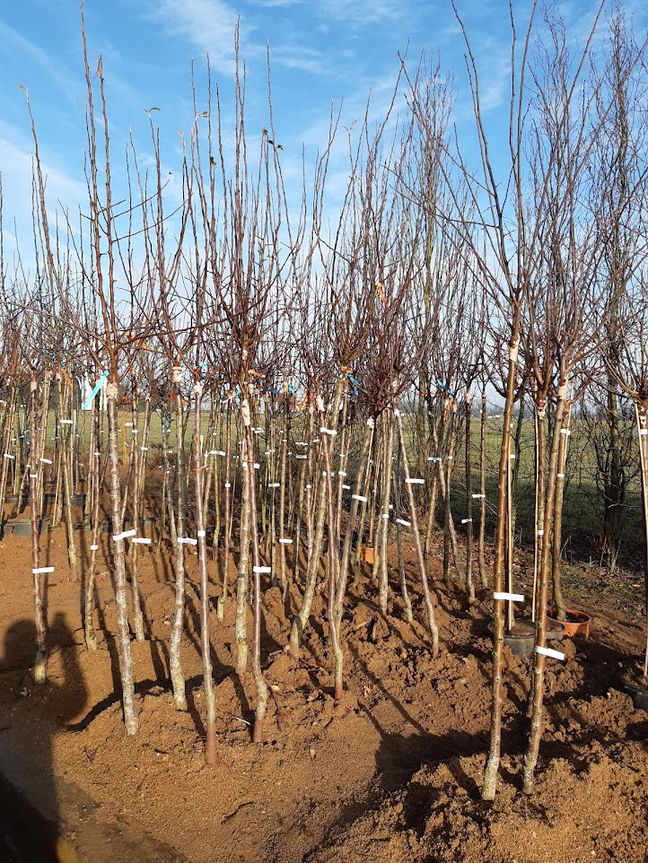 Fruitiers / Fruit Trees
