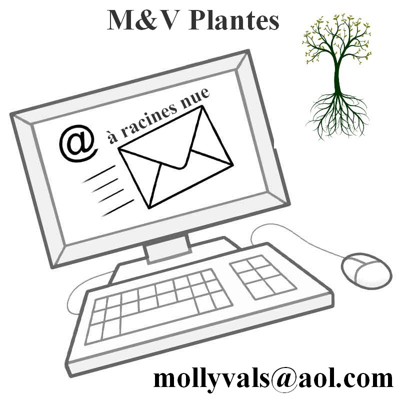 Fruitiers / Fruit Trees