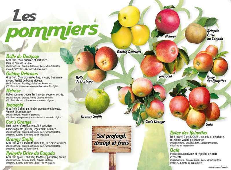 Fruitiers / Fruit Trees