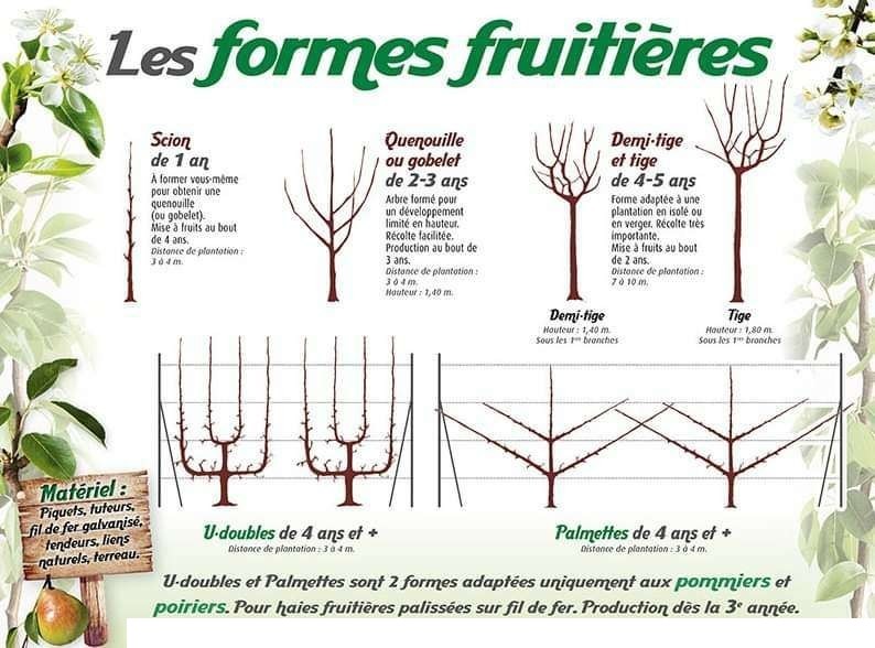 Fruitiers / Fruit Trees