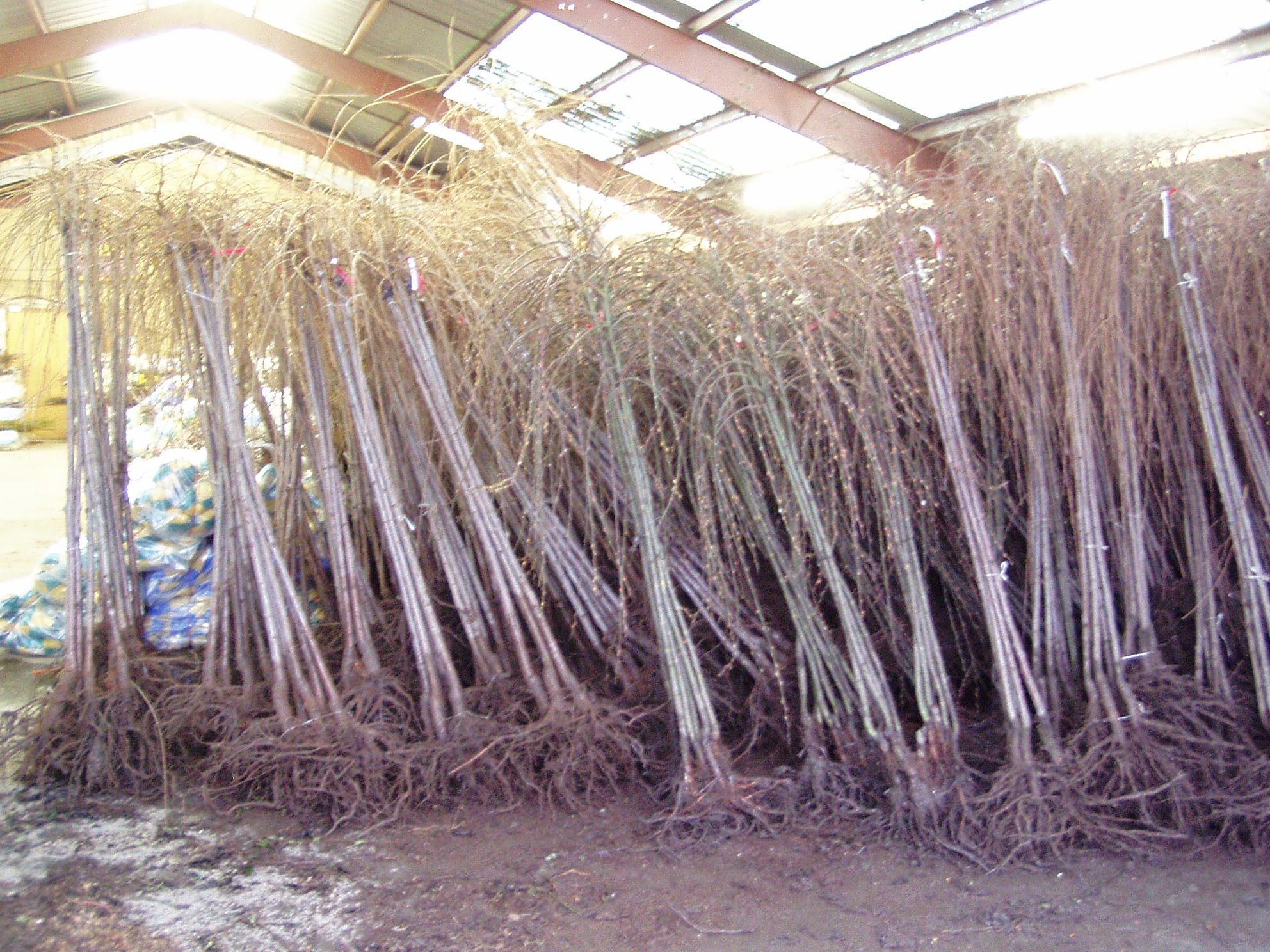 Listes d'arbres à racines nues