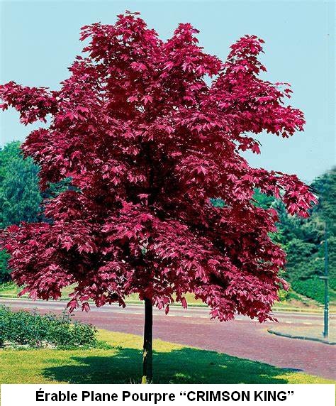 Listes d'arbres à racines nues
