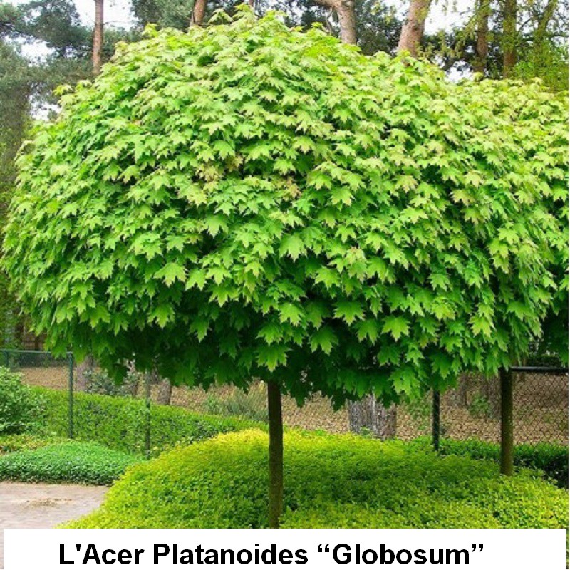 Listes d'arbres à racines nues