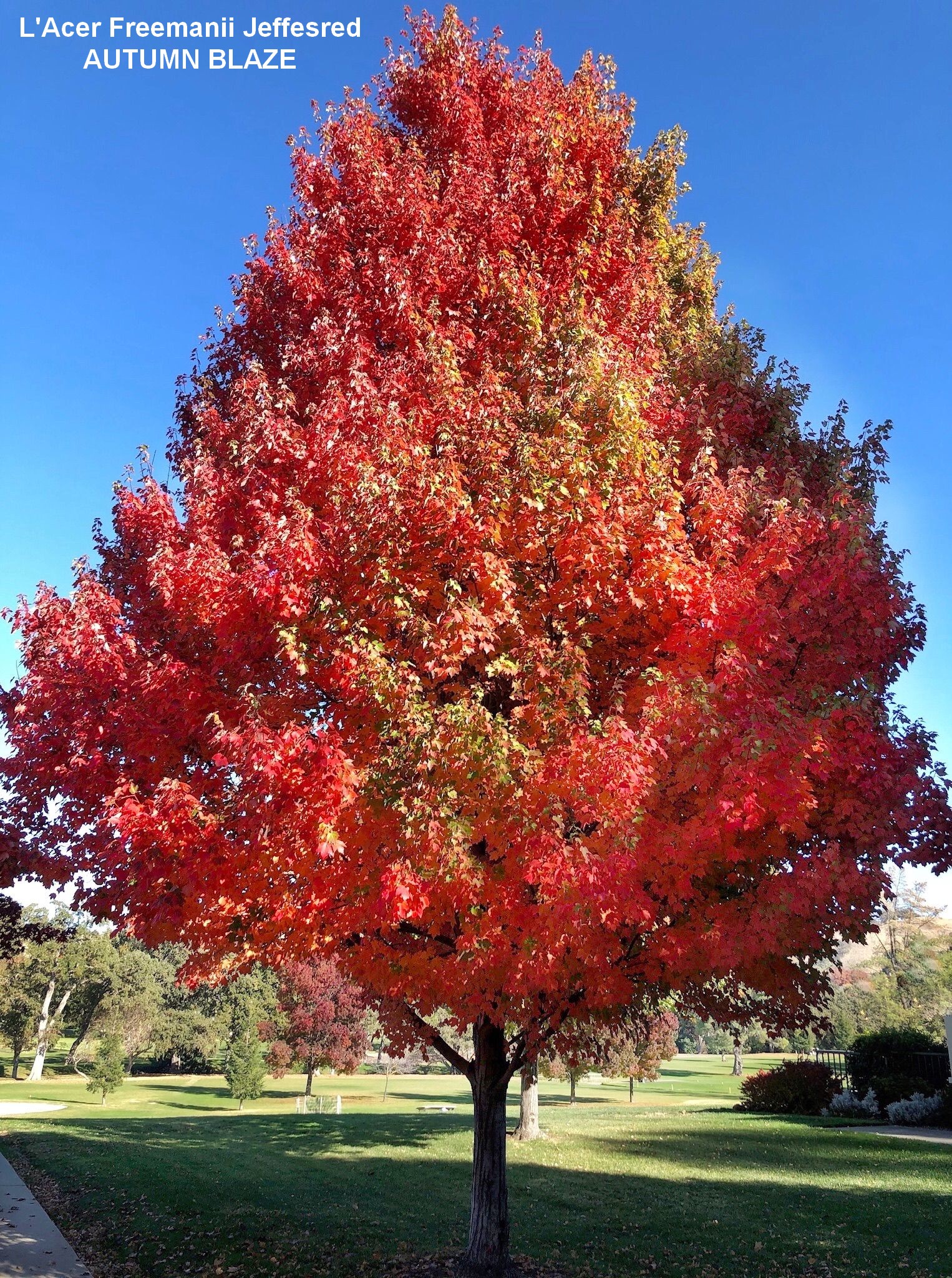 Listes d'arbres à racines nues