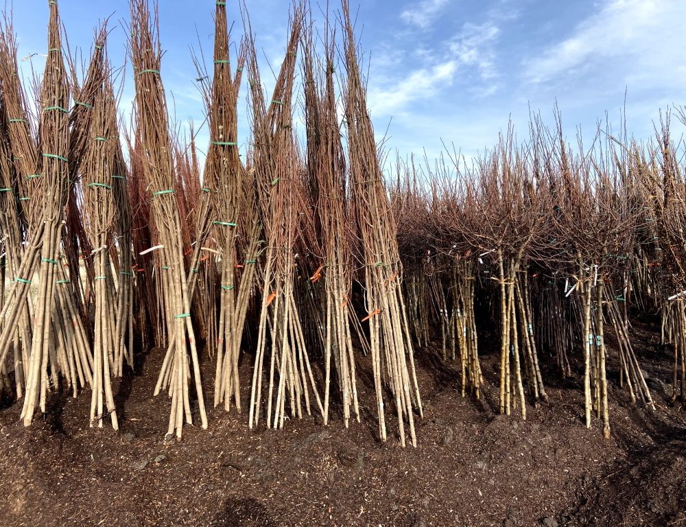 Listes d'arbres à racines nues.