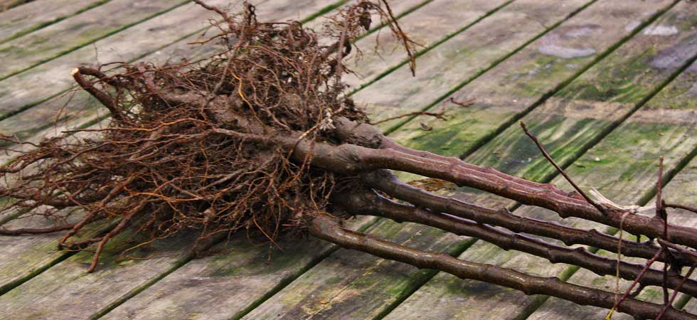 Listes d'arbres à racines nues