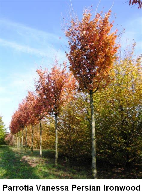 Listes d'arbres à racines nues