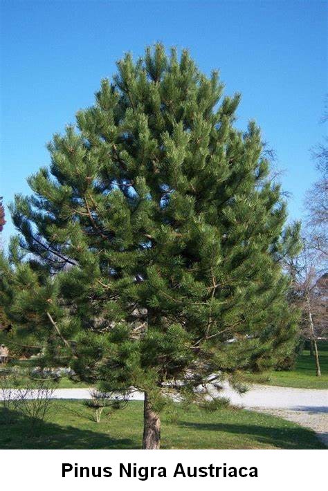 Listes d'arbres à racines nues