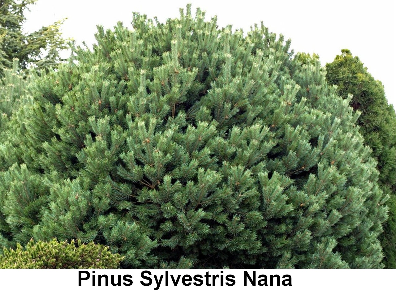 Listes d'arbres à racines nues