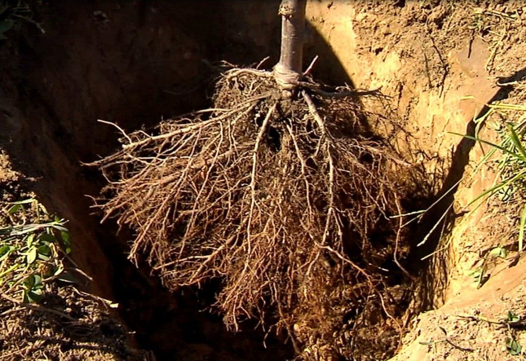 Listes d'arbres à racines nues