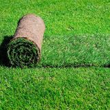 Gazon roulé / Rolled Turf