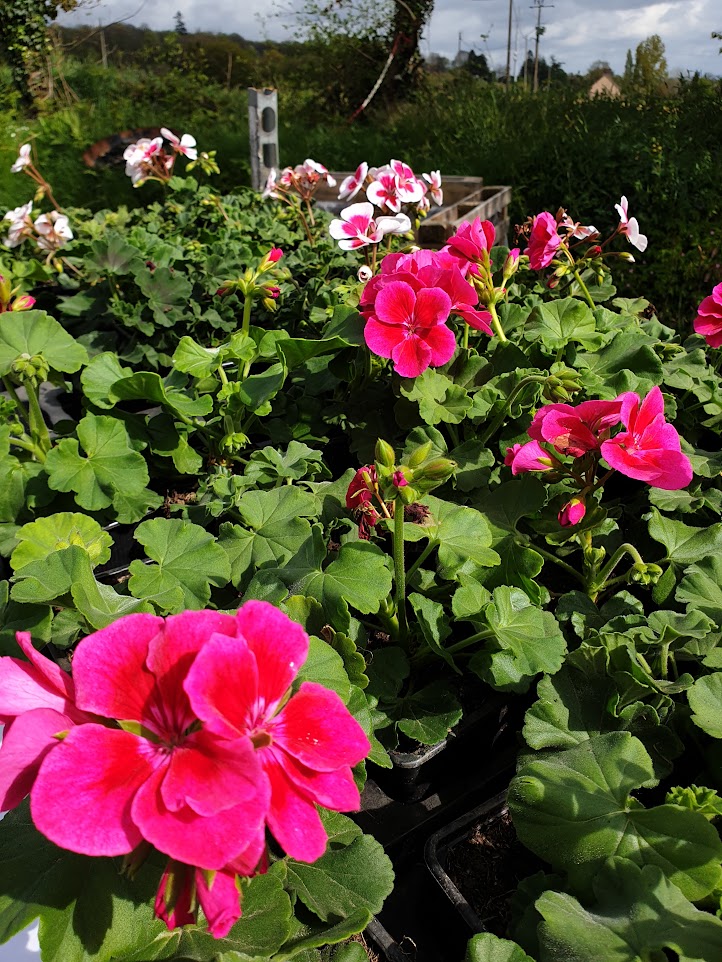 M&V Plantes Annuals.