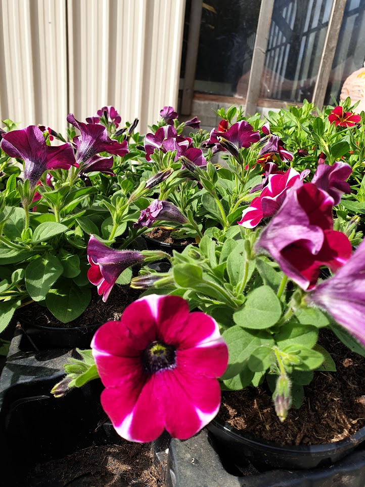 M&V Plantes Annuals.