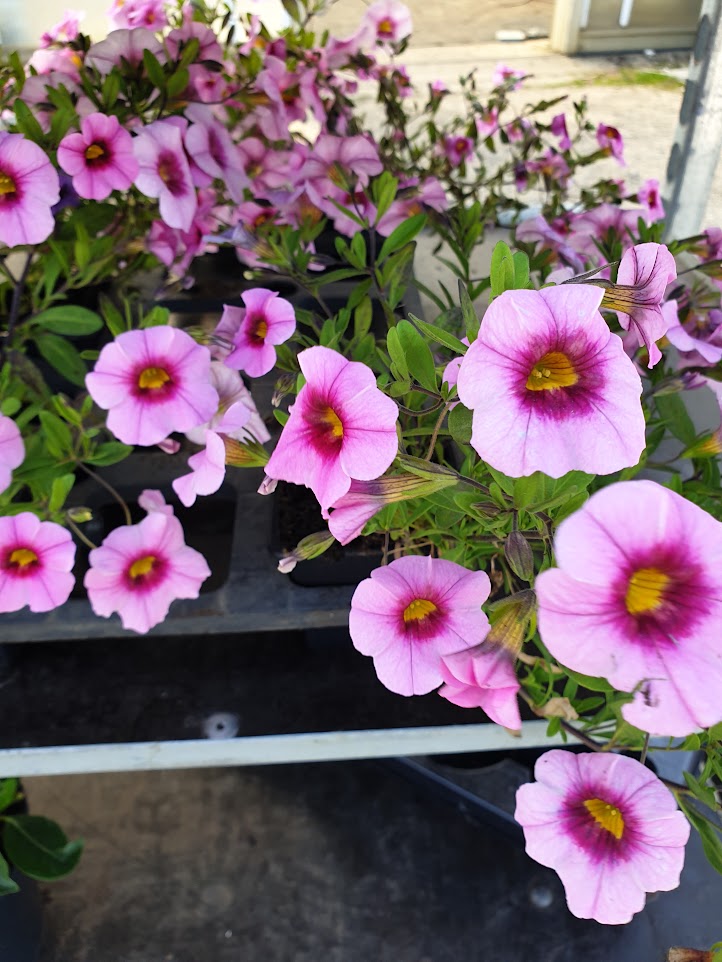 M&V Plantes Annuals.