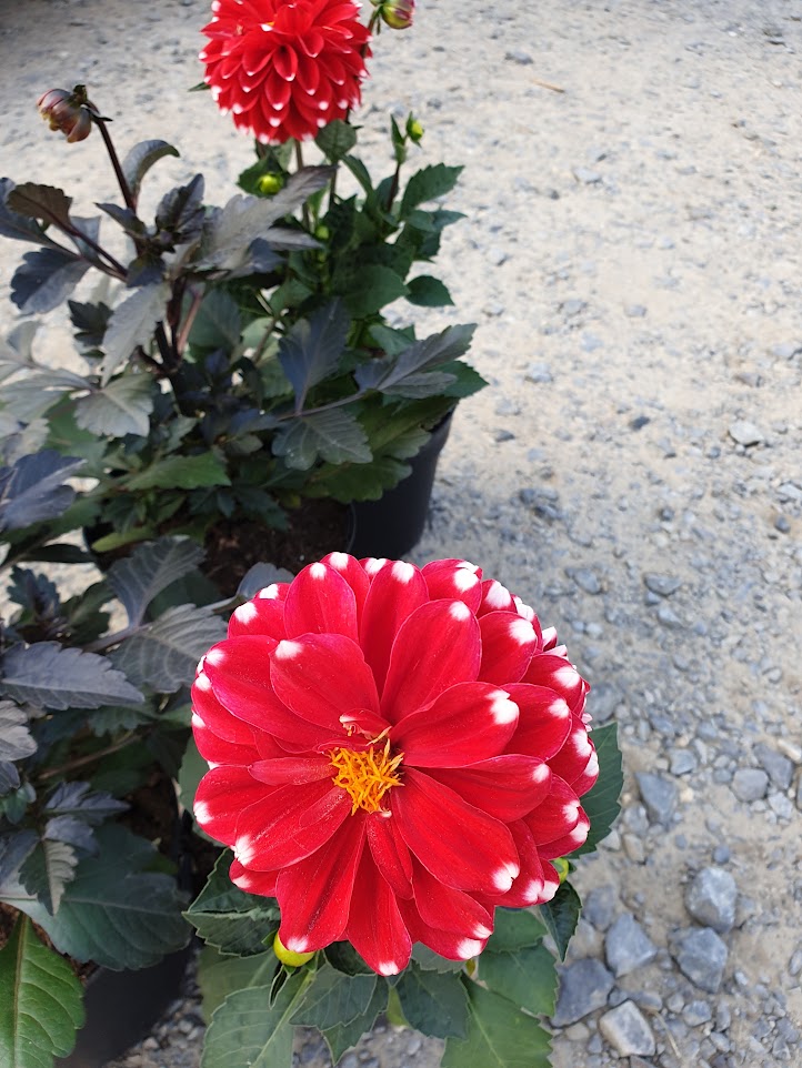 M&V Plantes Annuals.