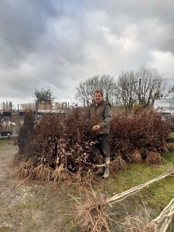 Plantes de haies à racines nues / Dry Root Hedging Plants