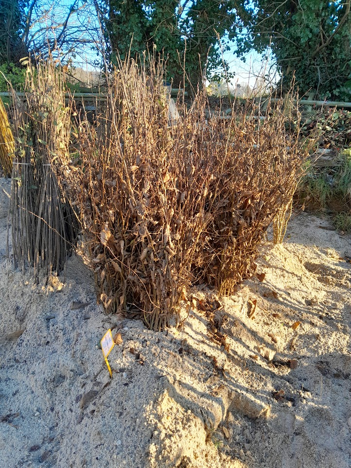 Plantes de haies à racines nues / Dry Root Hedging Plants
