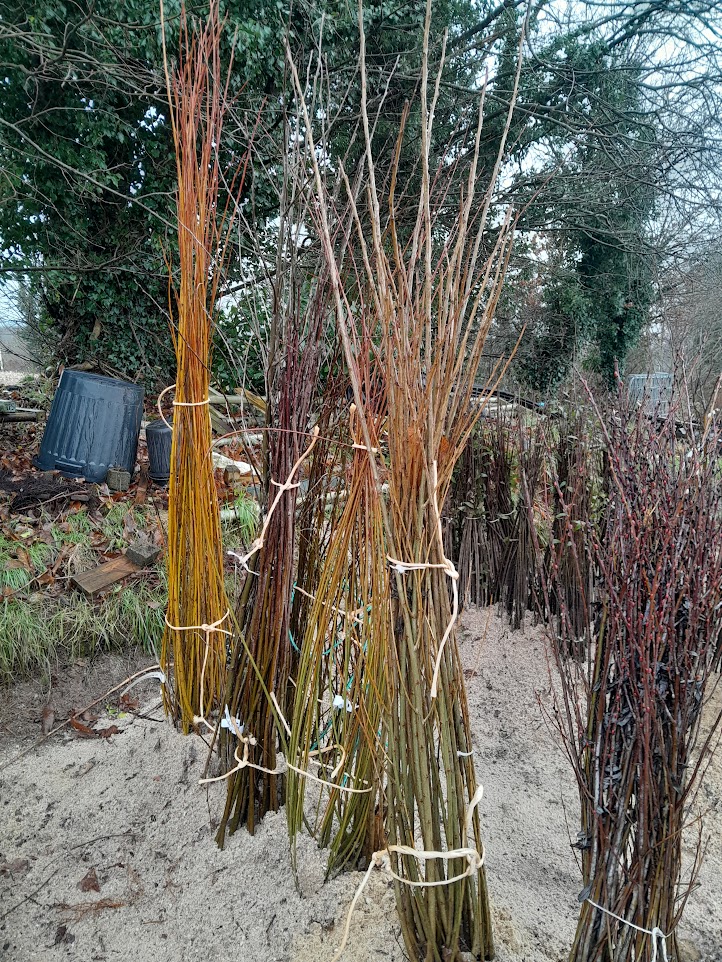 Plantes de haies à racines nues / Dry Root Hedging Plants
