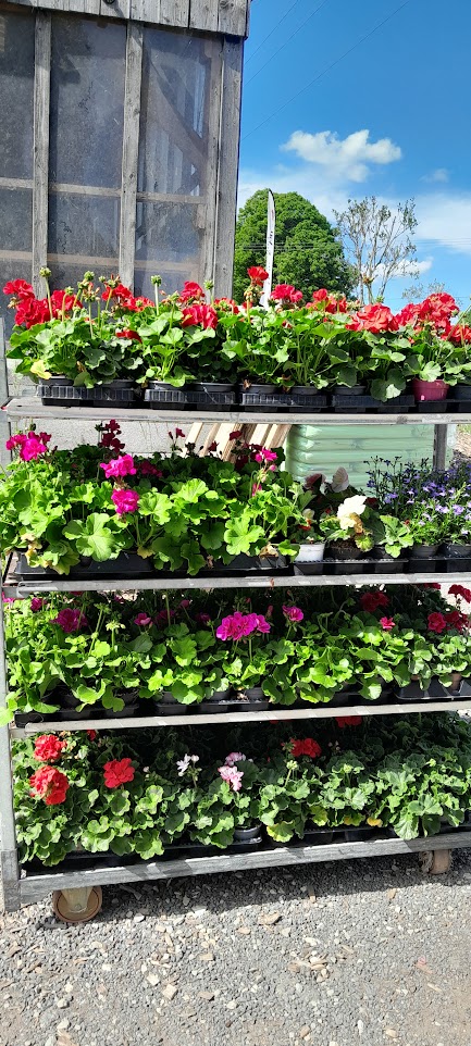 Molly & Val's Plantes 