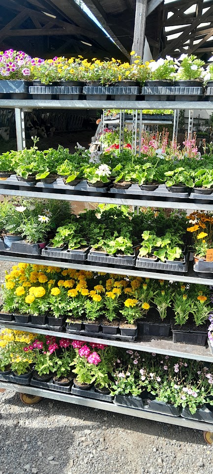Molly & Val's Plantes 