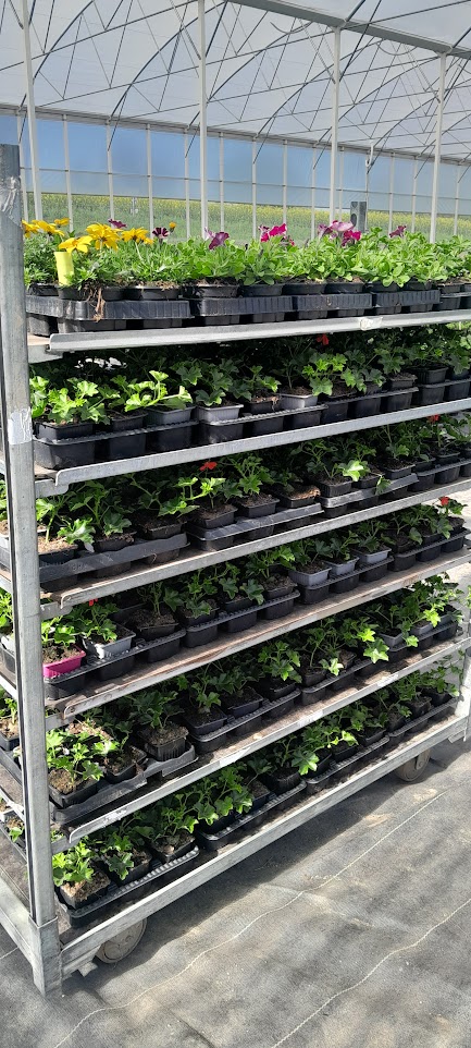 Molly & Val's Plantes 