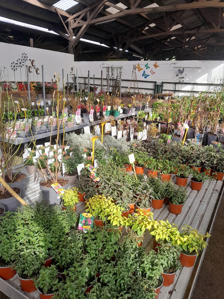 Molly & Val's Plantes 