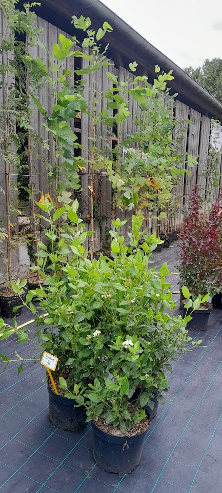 Autumn 2025 Arbres en Pot
