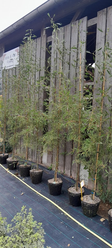 Autumn 2025 Arbres en Pot