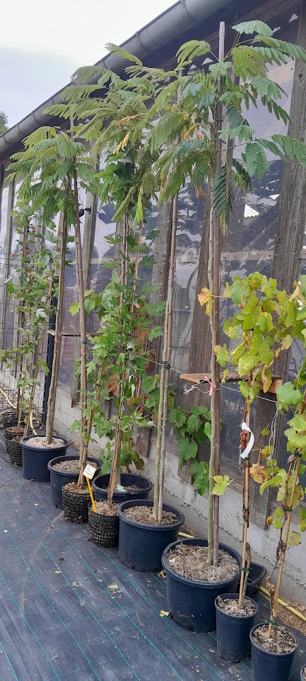 Autumn 2025 Arbres en Pot