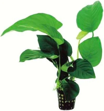 ANUBIAS BARTERIE - PLANTE SEMI-AQUATIQUE - Résistante, solide, s'accroche sur support