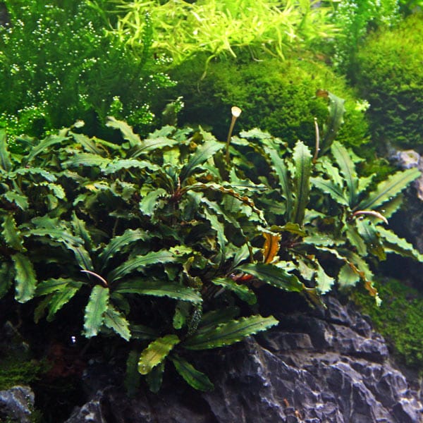 BUCEPHALANDRA PYGMEA "BUKIT KELAM" - PLANTE AQUATIQUE
