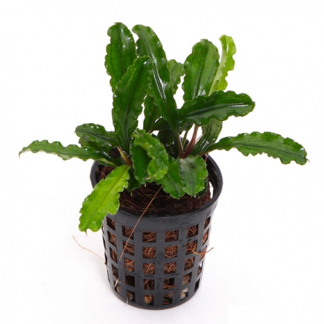 BUCEPHALANDRA PYGMEA "BUKIT KELAM" - PLANTE AQUATIQUE
