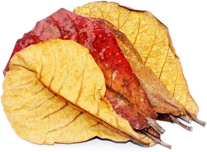 FEUILLES DE CATAPPA - Feuilles Naturelles - nourriture - coloration de l'eau - désinfectant naturel - acidifiant l'eau